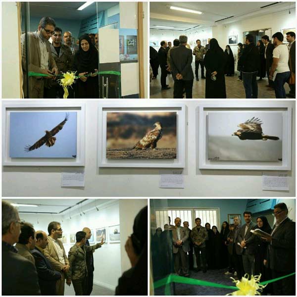  نمایشگاه عکس حیات وحش در البرز 